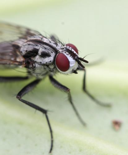 Eustalomyia festiva